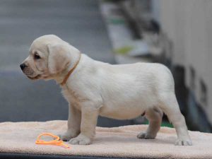 ラブラドールレトリーバー子犬、男の子（牡、オス、Male）、イエロー、2016年07月22日生れ、神奈川県ブリーダー、ID10282。左側面3