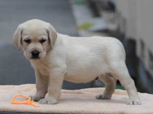 ラブラドールレトリーバー子犬、男の子（牡、オス、Male）、イエロー、2016年07月22日生れ、神奈川県ブリーダー、ID10282。左側面2