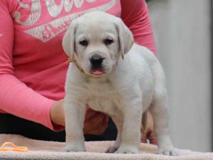 ラブラドールレトリーバー子犬、男の子（牡、オス、Male）、イエロー、2016年07月22日生れ、神奈川県ブリーダー、ID10282。正面