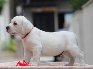 ラブラドールレトリーバー子犬、男の子（牡、オス、Male）、イエロー、2016年07月22日生れ、神奈川県ブリーダー、ID10283。左側面