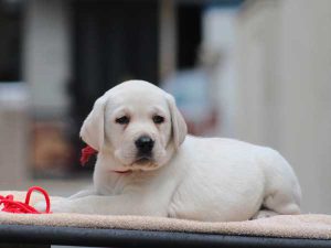 ラブラドールレトリーバー子犬、男の子（牡、オス、Male）、イエロー、2016年07月22日生れ、神奈川県ブリーダー、ID10283。ふせ