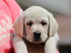 ラブラドールレトリーバー子犬、男の子（牡、オス、Male）、イエロー、2016年07月22日生れ、神奈川県ブリーダー、ID10283。お顔