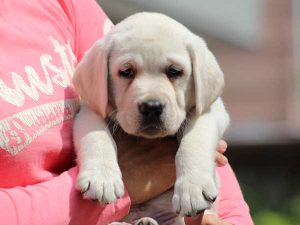 ラブラドールレトリーバー子犬、男の子（牡、オス、Male）、イエロー、2016年07月22日生れ、神奈川県ブリーダー、ID10283。お顔2
