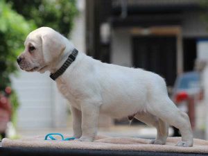 ラブラドールレトリーバー子犬、男の子（牡、オス、Male）、イエロー、2016年07月22日生れ、神奈川県ブリーダー、ID10284。左側面2