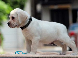 ラブラドールレトリーバー子犬、男の子（牡、オス、Male）、イエロー、2016年07月22日生れ、神奈川県ブリーダー、ID10284。左側面3