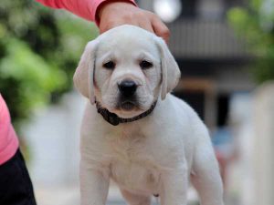 ラブラドールレトリーバー子犬、男の子（牡、オス、Male）、イエロー、2016年07月22日生れ、神奈川県ブリーダー、ID10284。正面