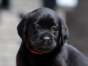 ラブラドールレトリーバー子犬販売情報、女の子（牝、メス、Female）、ブラック（黒ラブ）、2016年7月22日生れ、神奈川県ブリーダー、ID10286