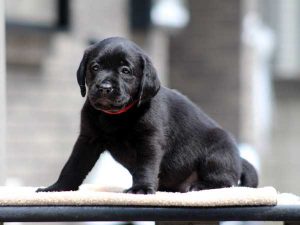 ラブラドールレトリーバー子犬、女の子（牝、メス、Female）、ブラック（黒ラブ）、2016年07月22日生れ、神奈川県ブリーダー、ID10286。横座り2