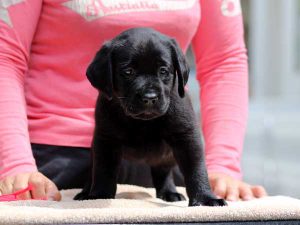 ラブラドールレトリーバー子犬、女の子（牝、メス、Female）、ブラック（黒ラブ）、2016年07月22日生れ、神奈川県ブリーダー、ID10286。正面2