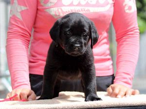 ラブラドールレトリーバー子犬、女の子（牝、メス、Female）、ブラック（黒ラブ）、2016年07月22日生れ、神奈川県ブリーダー、ID10286。正面