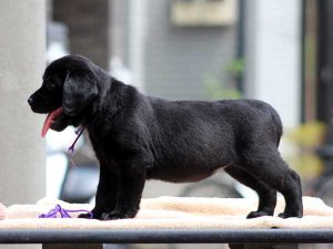 ラブラドールレトリーバー子犬、女の子（牝、メス、Female）、ブラック（黒ラブ）、2016年07月22日生れ、神奈川県ブリーダー、ID10287。左側面2