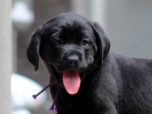ラブラドールレトリーバー子犬、女の子（牝、メス、Female）、ブラック（黒ラブ）、2016年07月22日生れ、神奈川県ブリーダー、ID10287。お顔3