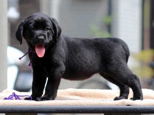 ラブラドールレトリーバー子犬、女の子（牝、メス、Female）、ブラック（黒ラブ）、2016年07月22日生れ、神奈川県ブリーダー、ID10287。左側面