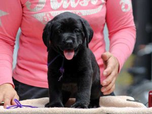 ラブラドールレトリーバー子犬、女の子（牝、メス、Female）、ブラック（黒ラブ）、2016年07月22日生れ、神奈川県ブリーダー、ID10287。正面