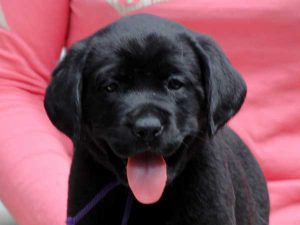 ラブラドールレトリーバー子犬、女の子（牝、メス、Female）、ブラック（黒ラブ）、2016年07月22日生れ、神奈川県ブリーダー、ID10287。お顔2