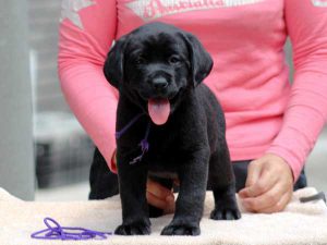 ラブラドールレトリーバー子犬、女の子（牝、メス、Female）、ブラック（黒ラブ）、2016年07月22日生れ、神奈川県ブリーダー、ID10287。立ち姿
