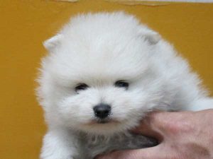 ポメラニアン子犬販売情報、男の子（牡、雄、オス、Male）、ホワイトに近いクリーム、2016年9月1日生れ、神奈川県ブリーダー、ID10330