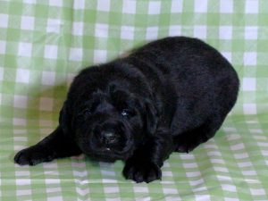 ラブラドールレトリーバー子犬販売、ブラック（黒ラブ）、男の子（牡、雄、オス、Male）、2016年11月23日産まれ、千葉県ブリーダー、ID10504