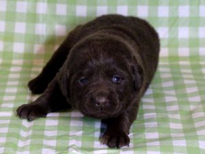 ラブラドールレトリーバー子犬販売、チョコレート（チョコラブ）、女の子（牝、雌、メス、Female）、2016年11月23日産まれ、千葉県ブリーダー、ID10508