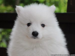 日本スピッツ子犬販売、純白、男の子（オス）、2017年03月11日産まれ、神奈川県ブリーダー、ID10810