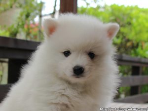 日本スピッツ子犬販売、純白、女の子（メス）、2017年03月11日産まれ、神奈川県ブリーダー、ID10809