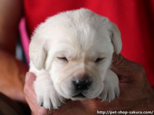 ラブラドールレトリーバー子犬販売、イエロー、男の子（牡、Male）、2017年06月09日産まれ、茨城県ブリーダー、お顔、ID10983