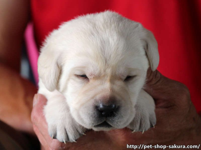 ラブラドールレトリーバー子犬販売、イエロー、男の子（牡、Male）、2017年06月09日産まれ、茨城県ブリーダー、お顔、ID10983