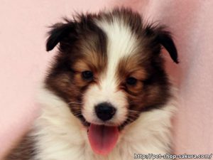 シェットランドシープドッグ（シェルティー）子犬販売、セーブル（セーブル＆ホワイト）、男の子（オス）、2017年03月31日産まれ、神奈川県ブリーダー、ID10874