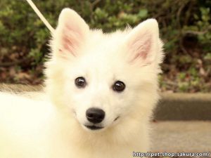 日本スピッツ子犬販売、白毛（ホワイト）、男の子（オス）、2017年01月18日産まれ、神奈川県ブリーダー、ID10882
