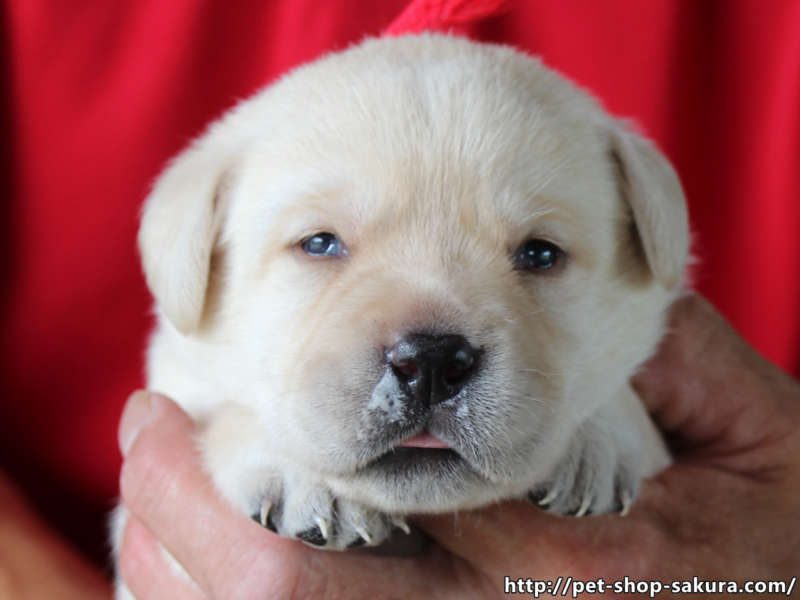 ラブラドールレトリーバー子犬販売、イエロー、女の子（牝、Female）、2017年06月09日産まれ、茨城県ブリーダー、お顔、ID10984