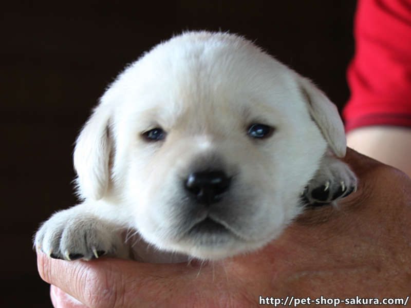 ラブラドールレトリーバー子犬販売、イエロー、女の子（牝、Female）、2017年06月09日産まれ、茨城県ブリーダー、お顔、ID10987