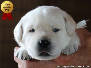 ラブラドールレトリーバー子犬販売、イエロー、女の子（牝、Female）、2017年06月09日産まれ、茨城県ブリーダー、お顔、High Quality Dog、ID10988
