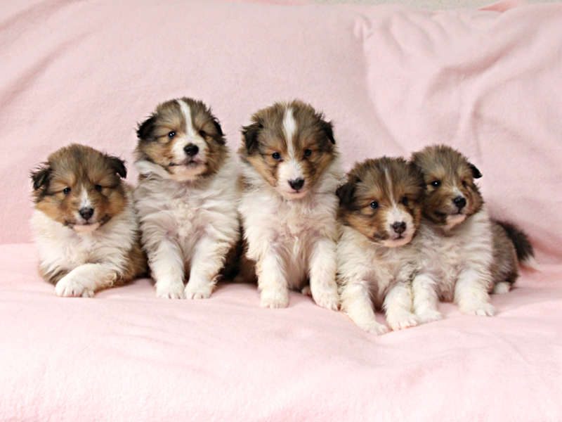 シェルティーの子犬が産まれました。