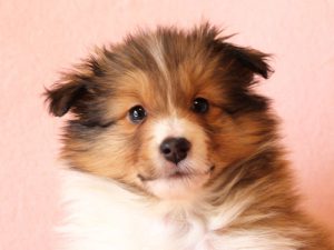 シェットランドシープドッグ（シェルティー）子犬販売情報、お顔、ID11416