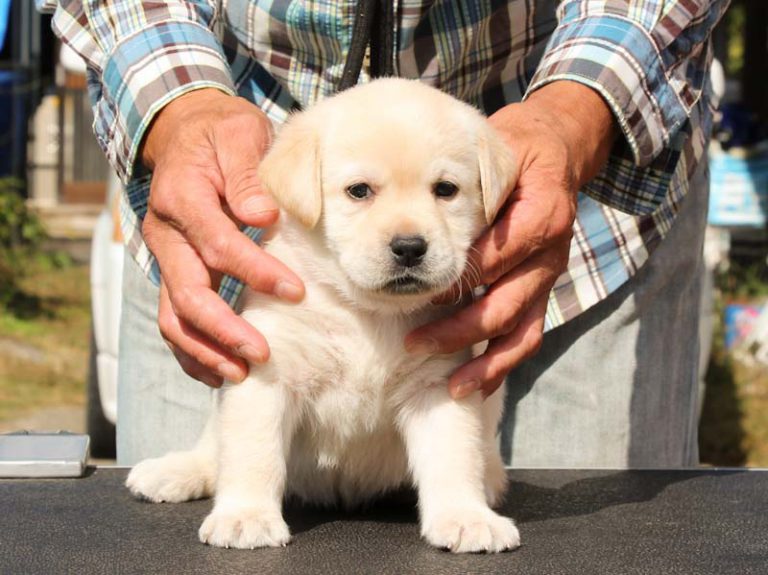 ラブラドールレトリーバー子犬販売情報、ID11791 ブリーダーの子犬販売専門店【ペットショップさくら】