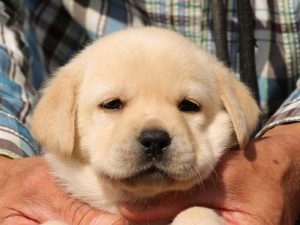 ラブラドール レトリーバー子犬販売情報 ブリーダーの子犬販売専門店 ペットショップさくら