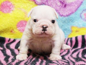 ブルドッグ子犬販売、男の子、千葉県ブリーダー、ID11992