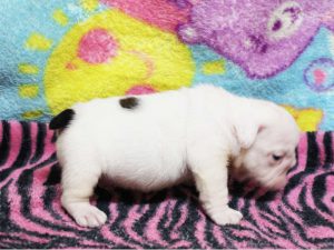 ブルドッグ子犬販売、男の子、千葉県ブリーダー、ID11992