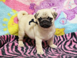 パグ子犬販売、男の子、2019年3月産まれ、千葉県ブリーダー、ID11993