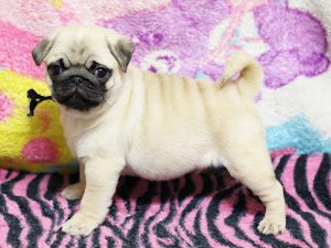 パグ子犬販売、男の子、2019年3月産まれ、千葉県ブリーダー、ID11993