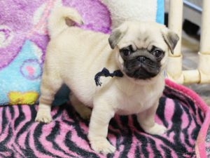 パグ子犬販売、男の子、2019年3月産まれ、千葉県ブリーダー、ID11993