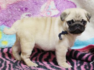 パグ子犬販売、男の子、2019年3月産まれ、千葉県ブリーダー、ID11993