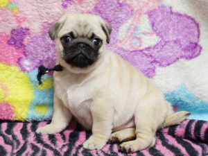 パグ子犬販売、男の子、2019年3月産まれ、千葉県ブリーダー、ID11993