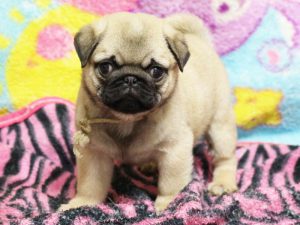 パグ子犬販売、男の子、2019年3月産まれ、千葉県ブリーダー、ID11994