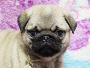 パグ子犬販売、男の子、2019年3月産まれ、千葉県ブリーダー、ID11994