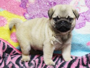 パグ子犬販売、男の子、2019年3月産まれ、千葉県ブリーダー、ID11994