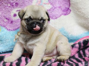 パグ子犬販売、男の子、2019年3月産まれ、千葉県ブリーダー、ID11994