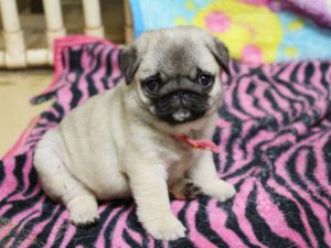 パグ子犬販売、女の子、2019年3月産まれ、千葉県ブリーダー、ID11995