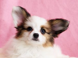 パピヨン子犬、女の子、2019年8月29日生まれ、埼玉県、ブリーダー、ID11672