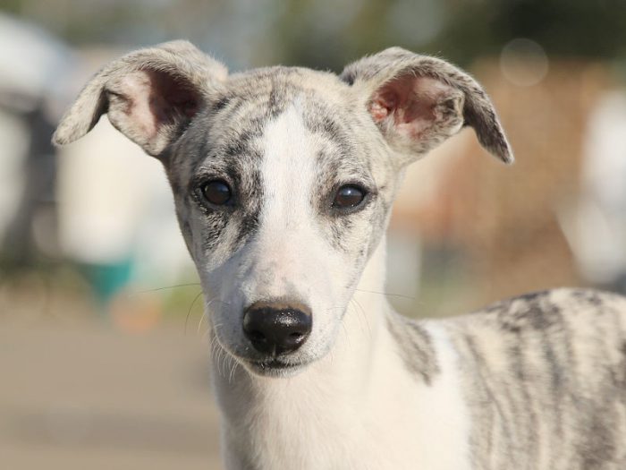 犬ブロンズ（ウィペット）68cm 犬雑貨・オーナーズグッズ